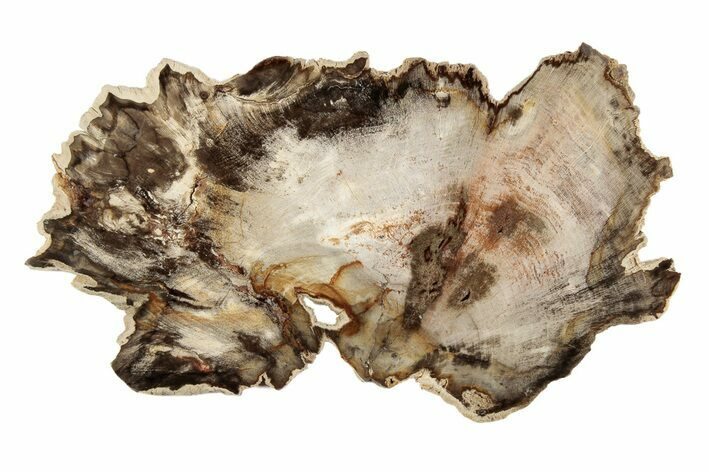 Petrified Wood (Hickory) Slab - Deschutes River, Oregon #190861